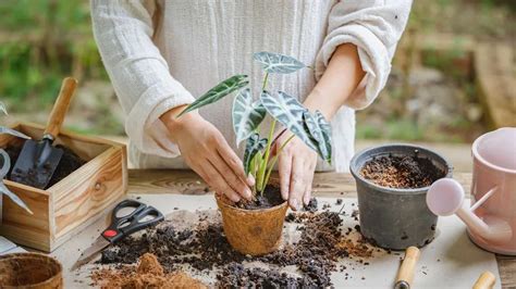 怎麼栽|植栽盆栽換土教學：何時該換？10 步驟、必備工具一。